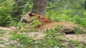 The tiger sitting on the road.(ANI) The tiger sitting on the road.(ANI)