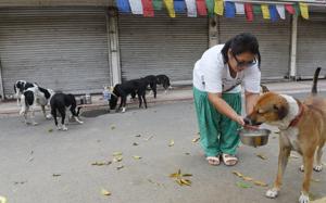 A woman feeds stray dogs during lockdown. (representative image)(HT PHOTO)