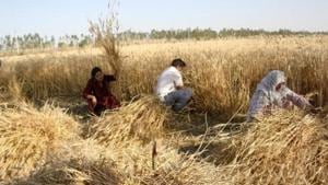 Ushered in the 1960s, Agricultural Produce Market Committees (APMC) regulations were meant to protect farmers from being forced into distress selling.(Manoj Dhaka/HT file photo. Representative image) Ushered in the 1960s, Agricultural Produce Market Committees (APMC) regulations were meant to protect farmers from being forced into distress selling.(Manoj Dhaka/HT file photo. Representative image)