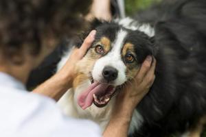 It is mandatory for dog owners to register each pet at the municipal corporation office once the canine is four months old.(Getty Images/For representation) It is mandatory for dog owners to register each pet at the municipal corporation office once the canine is four months old.(Getty Images/For representation)