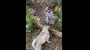 Erica Rhodes found out the corgi’s name is Lula and also introduced her dog, Weston, to her.(TikTok/@Ericarhodes20) Erica Rhodes found out the corgi’s name is Lula and also introduced her dog, Weston, to her.(TikTok/@Ericarhodes20)