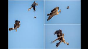 The series shows two birds exchanging a prey mid-air.(Twitter/@myrgard) The series shows two birds exchanging a prey mid-air.(Twitter/@myrgard)