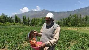 Farm-sector credit announced by Sitharaman is yet to be notified by the Reserve Bank of India, but the quick loans will go from NABARD, India’s main state-run financier for rural needs.(Photo: Waseem Andrabi / Hindustan Times) Farm-sector credit announced by Sitharaman is yet to be notified by the Reserve Bank of India, but the quick loans will go from NABARD, India’s main state-run financier for rural needs.(Photo: Waseem Andrabi / Hindustan Times)