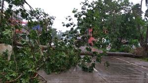 Trees lie uprooted on a highway from heavy winds ahead of Cyclone Amphan landfall, at Chandbali on the Bay of Bengal coast in Orissa on May 20.(AP) Trees lie uprooted on a highway from heavy winds ahead of Cyclone Amphan landfall, at Chandbali on the Bay of Bengal coast in Orissa on May 20.(AP)