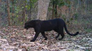 A black panther roams in Achanakmar Tiger Reserve in Bilaspur. This is the first sighting in seven years.(SOURCED) A black panther roams in Achanakmar Tiger Reserve in Bilaspur. This is the first sighting in seven years.(SOURCED)
