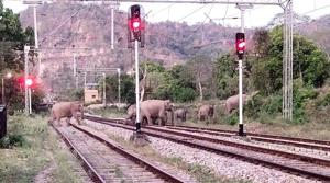 A herd of elephants crossing railway line track near Motichur-Raiwala stretch in Haridwar. (HT PHOTO) A herd of elephants crossing railway line track near Motichur-Raiwala stretch in Haridwar. (HT PHOTO)