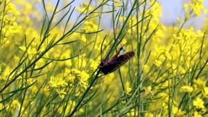 A view of locusts in mustard fields in a village in Fazilka district.(File photo) A view of locusts in mustard fields in a village in Fazilka district.(File photo)