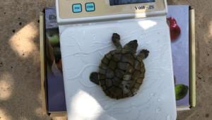 A turtle stands on a scale as he is being weighted at Chheuteal Beach, where over twenty rare Royal Turtles have hatched thanks to conservation efforts to stop sand dredging.(REUTERS) A turtle stands on a scale as he is being weighted at Chheuteal Beach, where over twenty rare Royal Turtles have hatched thanks to conservation efforts to stop sand dredging.(REUTERS)