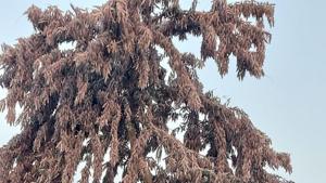 Chemicals and water spray is being used to kill locusts when they settle down on trees as seen here in the picture.(Sourced Photo) Chemicals and water spray is being used to kill locusts when they settle down on trees as seen here in the picture.(Sourced Photo)
