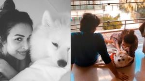 Malaika Arora has shared a new picture with son Arhaan Khan and dog Casper. Malaika Arora has shared a new picture with son Arhaan Khan and dog Casper.