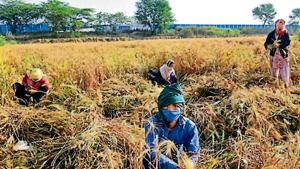 Farm workers harvest wheat crop near Najafgarh in New Delhi on April 16.(Vipin Kumar/HT PHOTO) Farm workers harvest wheat crop near Najafgarh in New Delhi on April 16.(Vipin Kumar/HT PHOTO)