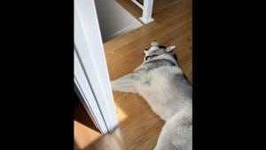 The clip shows a doggo lying on a wooden floor.(TikTok/@viceugenio) The clip shows a doggo lying on a wooden floor.(TikTok/@viceugenio)