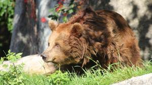 The zoo said that after the incident, Sabina sat in the water and growled nervously.(Facebook/Warszawskie ZOO) The zoo said that after the incident, Sabina sat in the water and growled nervously.(Facebook/Warszawskie ZOO)