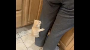 It is a long and tiresome journey of almost 20 seconds but the kitten perseveres, one tiny clawed-paw at a time.(Reddit/mr_gugly) It is a long and tiresome journey of almost 20 seconds but the kitten perseveres, one tiny clawed-paw at a time.(Reddit/mr_gugly)