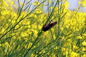 The crop munching insects currently headed to Dausa and Karauli districts in Rajasthan may tilt direction towards Delhi if wind patterns change, experts have warned.(HT photo) The crop munching insects currently headed to Dausa and Karauli districts in Rajasthan may tilt direction towards Delhi if wind patterns change, experts have warned.(HT photo)