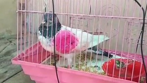Locals in Kathua captured a pigeon near Indian border fences.(ANI Photo) Locals in Kathua captured a pigeon near Indian border fences.(ANI Photo)