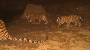 The tiger cubs are three month old.(Sourced Photo) The tiger cubs are three month old.(Sourced Photo)