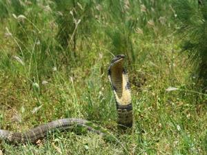 King cobra is threatened by habitat destruction and has been listed as ‘Vulnerable’ on the International Union for Conservation of Nature (IUCN) Red List since 2010. King cobra is threatened by habitat destruction and has been listed as ‘Vulnerable’ on the International Union for Conservation of Nature (IUCN) Red List since 2010.