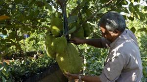 A farmer inspects his produce at his farm in Kerala’s Thrissur in this file photo.(AFP Photo) A farmer inspects his produce at his farm in Kerala’s Thrissur in this file photo.(AFP Photo)