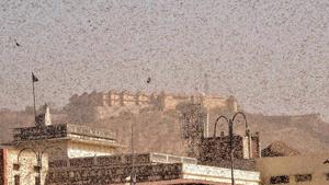 Swarms of locust in the walled city of Jaipur, in Rajasthan on Monday.(PTI Photo) Swarms of locust in the walled city of Jaipur, in Rajasthan on Monday.(PTI Photo)