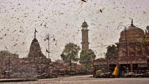 Swarms of locust in the walled city of Jaipur, Rajasthan, on Monday.(PTI Photo) Swarms of locust in the walled city of Jaipur, Rajasthan, on Monday.(PTI Photo)