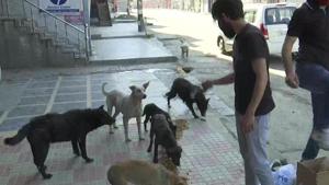 Members of two NGOs Healing Pat and Welfare For Kashmir Animals are working together to feed at least 1000 dogs per day.(Twitter/@ANI) Members of two NGOs Healing Pat and Welfare For Kashmir Animals are working together to feed at least 1000 dogs per day.(Twitter/@ANI)