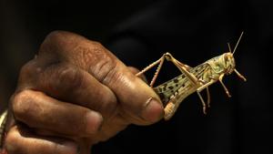 A man holds a locust in Jaipur. Swarms of locusts entered western India from Pakistan and has spread to five states.(PTI Photo) A man holds a locust in Jaipur. Swarms of locusts entered western India from Pakistan and has spread to five states.(PTI Photo)