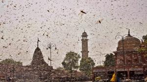 Experts warn that if wind patterns change, the locusts currently headed to Dausa and Karauli districts in Rajasthan may tilt direction towards Delhi(PTI) Experts warn that if wind patterns change, the locusts currently headed to Dausa and Karauli districts in Rajasthan may tilt direction towards Delhi(PTI)