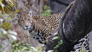 A jaguar looks down from a log perch from inside an enclosure at the Woodland Park Zoo, closed for nearly three months because of the coronavirus outbreak, Tuesday, May 26, 2020, in Seattle. King County remains in phase one of Gov. Jay Inslee's four-phase plan to reopen Washington's economy. The soonest King County could conceivably move to the next phase is Monday, but that's unlikely. (AP Photo/Elaine Thompson) (AP) A jaguar looks down from a log perch from inside an enclosure at the Woodland Park Zoo, closed for nearly three months because of the coronavirus outbreak, Tuesday, May 26, 2020, in Seattle. King County remains in phase one of Gov. Jay Inslee's four-phase plan to reopen Washington's economy. The soonest King County could conceivably move to the next phase is Monday, but that's unlikely. (AP Photo/Elaine Thompson) (AP)