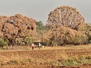 Trees and fields have turned brown after locusts settled on them.(HT Photo) Trees and fields have turned brown after locusts settled on them.(HT Photo)