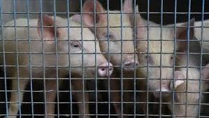 The ban has taken effect China strives to restore pig production after the deadly disease ravaged its massive herd last year, a Reuters report said.(File photo for representation) The ban has taken effect China strives to restore pig production after the deadly disease ravaged its massive herd last year, a Reuters report said.(File photo for representation)