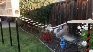 The video not only shows Rober’s special obstacle course but also squirrels trying it out.(Facebook/Mark Rober) The video not only shows Rober’s special obstacle course but also squirrels trying it out.(Facebook/Mark Rober)