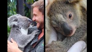As a staffer approaches the Koala mom, she clutches the person for some cuddles.(Facebook/@Australian Reptile Park) As a staffer approaches the Koala mom, she clutches the person for some cuddles.(Facebook/@Australian Reptile Park)