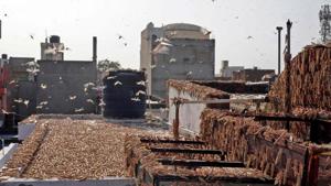 A swarm of locusts is seen atop a residential building in Rajasthan’s Jaipur May 25.(AFP Photo) A swarm of locusts is seen atop a residential building in Rajasthan’s Jaipur May 25.(AFP Photo)