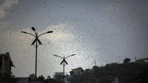 The invading insects from Sindh in neighbouring Pakistan is moving across Rajasthan, Punjab, Gujarat, Maharashtra, and Madhya Pradesh at a high speed.(AP) The invading insects from Sindh in neighbouring Pakistan is moving across Rajasthan, Punjab, Gujarat, Maharashtra, and Madhya Pradesh at a high speed.(AP)