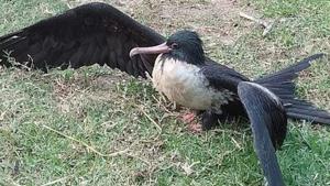 A frigatebird found injured and rescued by villagers in East Midnapore district(Photo:CourtesyScientist Kaushik Deuti, ZSI) A frigatebird found injured and rescued by villagers in East Midnapore district(Photo:CourtesyScientist Kaushik Deuti, ZSI)