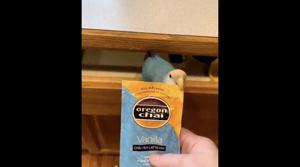 The bird nibbling at the tea packet with well-spaced bites.(Reddit/@Thund3rbolt) The bird nibbling at the tea packet with well-spaced bites.(Reddit/@Thund3rbolt)
