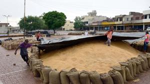 According to official figures as on May 24, procurement of wheat by government agencies has touched 34.1 million tonnes, which is slightly more than last year’s levels.(Sameer Sehgal/HT file photo) According to official figures as on May 24, procurement of wheat by government agencies has touched 34.1 million tonnes, which is slightly more than last year’s levels.(Sameer Sehgal/HT file photo)