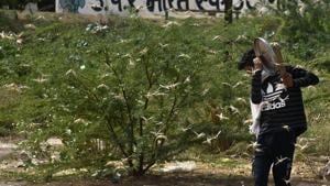 Locust swarms have so far been reported from Rajasthan, Madhya Pradesh, Maharashtra and Uttar Pradesh.(PTI) Locust swarms have so far been reported from Rajasthan, Madhya Pradesh, Maharashtra and Uttar Pradesh.(PTI)