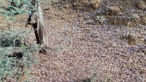 The locusts killed by the drone in Jaipur district on Sunday.(HT Photo) The locusts killed by the drone in Jaipur district on Sunday.(HT Photo)