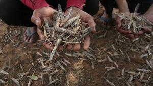A farmer holds up locusts killed by agriculture department officials using pesticides, at Jarunda village, in Rajasthan’s Jaipur, on Friday.(Himanshu Vyas/HT Photo) A farmer holds up locusts killed by agriculture department officials using pesticides, at Jarunda village, in Rajasthan’s Jaipur, on Friday.(Himanshu Vyas/HT Photo)
