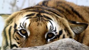 Forest officials said the tiger, named A2, was moving in Goleti and Kairiguda areas. (representative image)(HT Photos) Forest officials said the tiger, named A2, was moving in Goleti and Kairiguda areas. (representative image)(HT Photos)