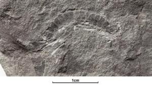 A fossil of a 425 million-year-old millipede called Kampecaris obanensis and unearthed in Scotland.(REUTERS) A fossil of a 425 million-year-old millipede called Kampecaris obanensis and unearthed in Scotland.(REUTERS)