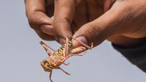 A man holds a locust, in Rajasthan’s Bikaner, on Saturday.(PTI Photo) A man holds a locust, in Rajasthan’s Bikaner, on Saturday.(PTI Photo)