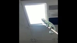 Move over anti-mosquito racquet, this chameleon on a stick method is here.(Twitter/@BuitengebiedenB) Move over anti-mosquito racquet, this chameleon on a stick method is here.(Twitter/@BuitengebiedenB)