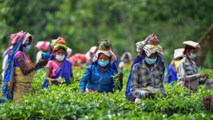 Women workers wearing masks pluck tea leaves at Kondoli Tea Estate, on the first day of Unlock 1 in Nagaon district of Assam on Monday.(PTI) Women workers wearing masks pluck tea leaves at Kondoli Tea Estate, on the first day of Unlock 1 in Nagaon district of Assam on Monday.(PTI)