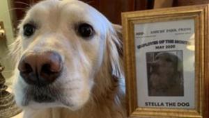 The image shows the adorable dog named Stella.(Twitter/@byMikeDavis) The image shows the adorable dog named Stella.(Twitter/@byMikeDavis)
