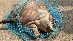 Trionychidae turtles are softshell turtles.(ANI) Trionychidae turtles are softshell turtles.(ANI)