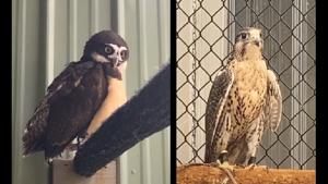 Glimpses of some of the birds from the video.(TikTok) Glimpses of some of the birds from the video.(TikTok)