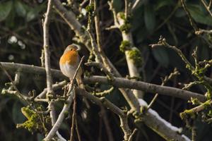 A robin on a branch in an apple tree in an English garden.(Getty Images) A robin on a branch in an apple tree in an English garden.(Getty Images)